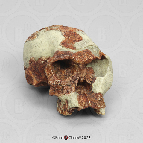 Homo habilis Skull - OH 24