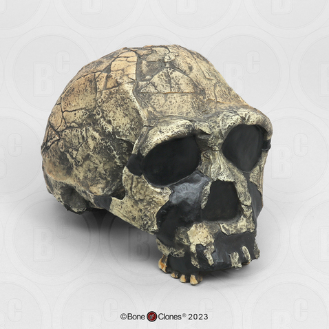 Homo ergaster Skull - KNM-ER 3733