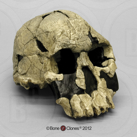 Homo rudolfensis Skull - KNM-ER 1470