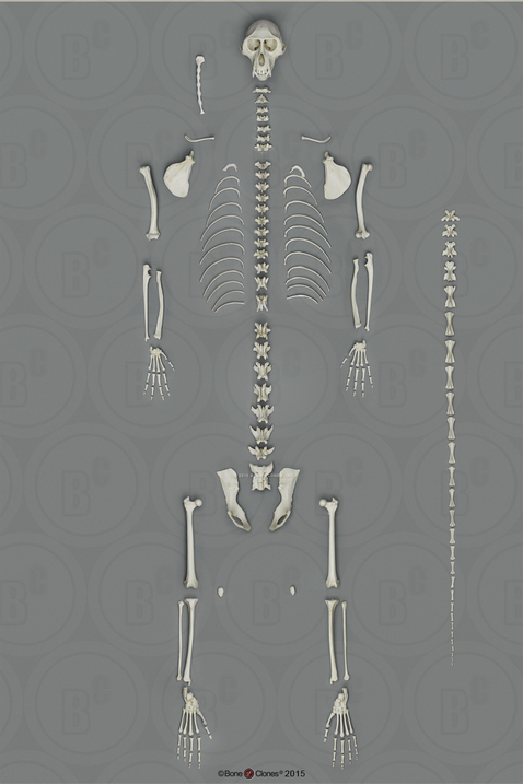Vervet Monkey Skeleton, Disarticulated