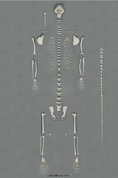 Vervet Monkey Skeleton, Disarticulated
