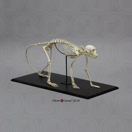 Vervet Monkey Skeleton, Articulated