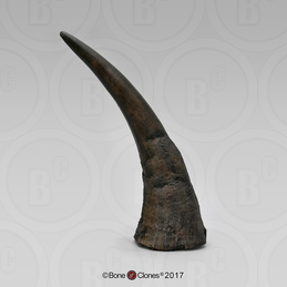 Black Rhino Horn Large