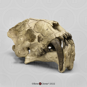 Sabertooth Cat Hoplophoneus occidentalis Skull