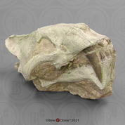 Sabertooth Cat Hoplophoneus occidentalis Skull in matrix