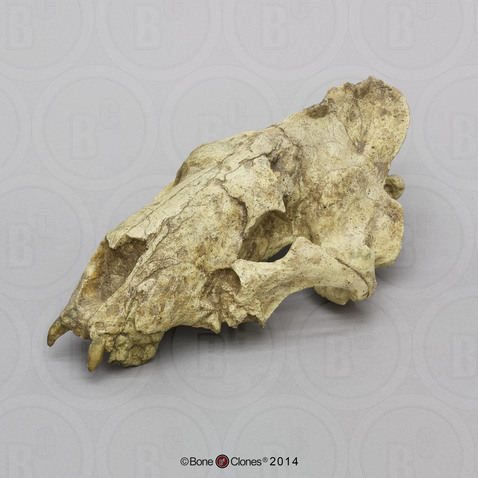Sabertooth Cat, Hoplophoneus dakotensis Skull