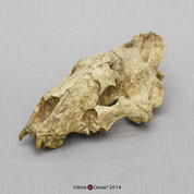 Sabertooth Cat, Hoplophoneus dakotensis Skull
