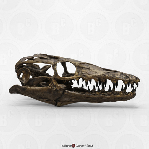 Mosasaur Platecarpus planifrons Skull