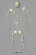 Human Female Achondroplasia Dwarf Skeleton, Disarticulated