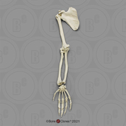 Gorilla Arm, Articulated with Scapula