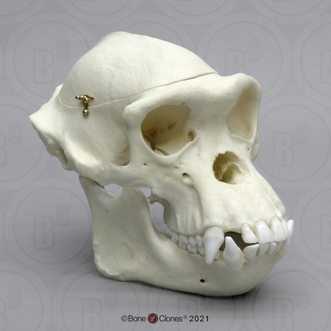 Chimpanzee Male Skull with Calvarium Cut