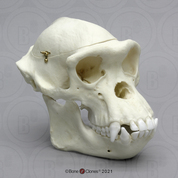 Chimpanzee Male Skull with Calvarium Cut