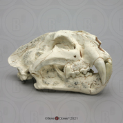 Ancestral Tiger  Panthera zdanskyi  Skull