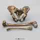 Neanderthal Pelvis Femur and Humerus Set