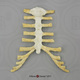 Human Male Asian Robust Thorax Assembly (sternum and costal cartilage)