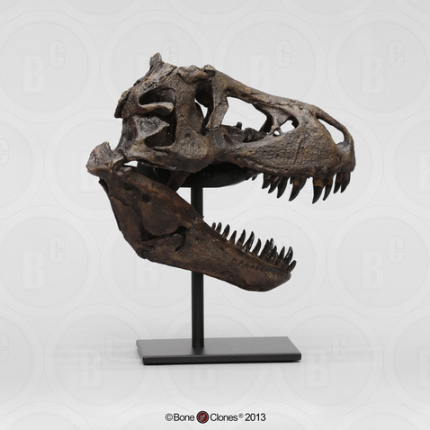Tyrannosaurus rex Skull 1/9 Scale