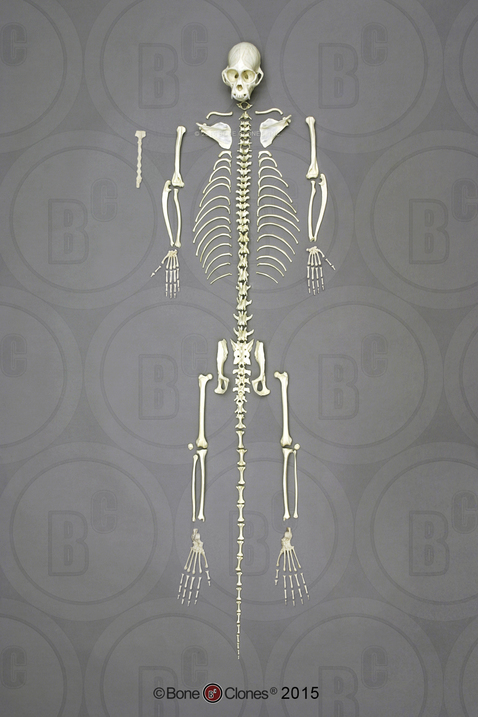 Weeping Capuchin Monkey Skeleton, Disarticulated