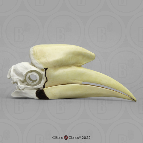 Black Hornbill Skull