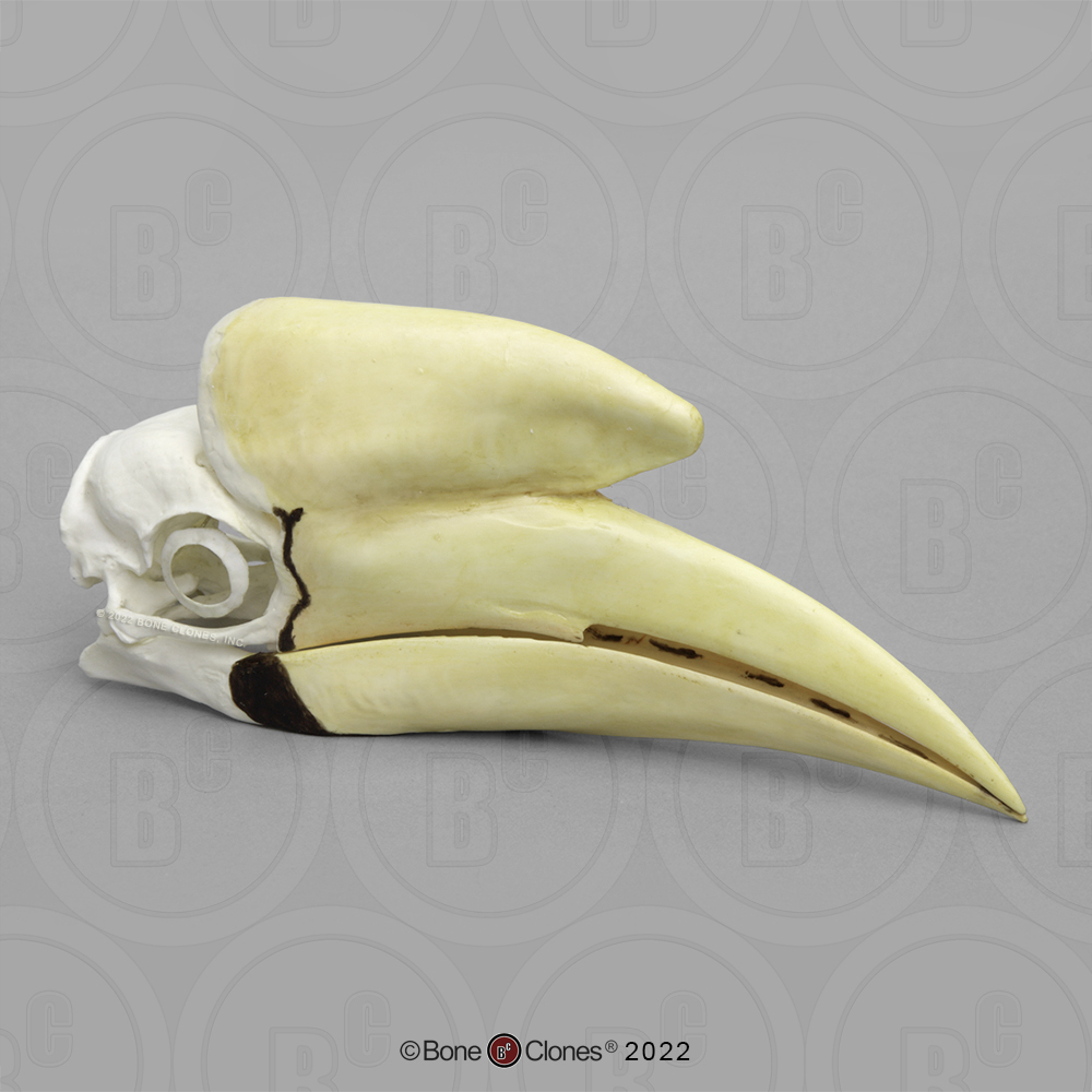 black-casqued hornbill Real Bones A1 quality Huge discount huge discount awaits 