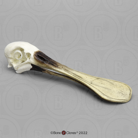 Roseate Spoonbill Skull