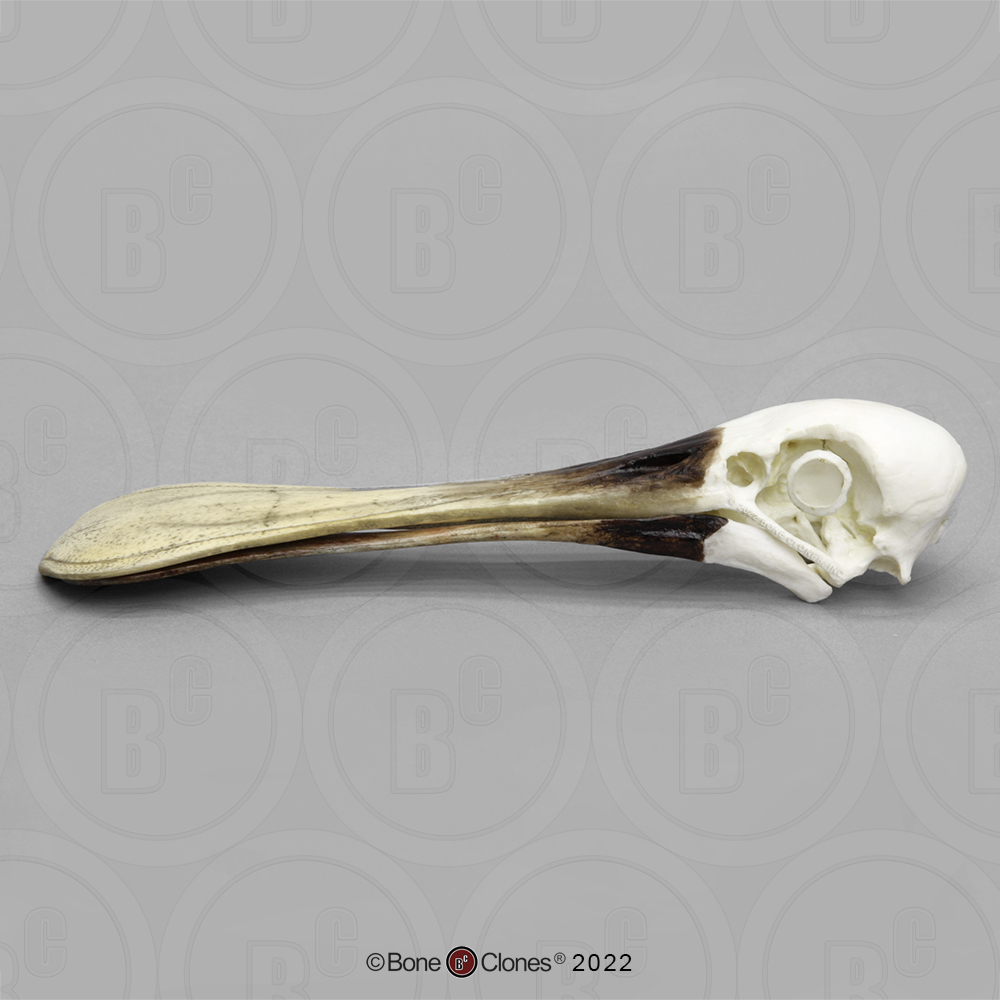 Roseate Spoonbill Skull - Bone Clones, Inc. - Osteological Reproductions