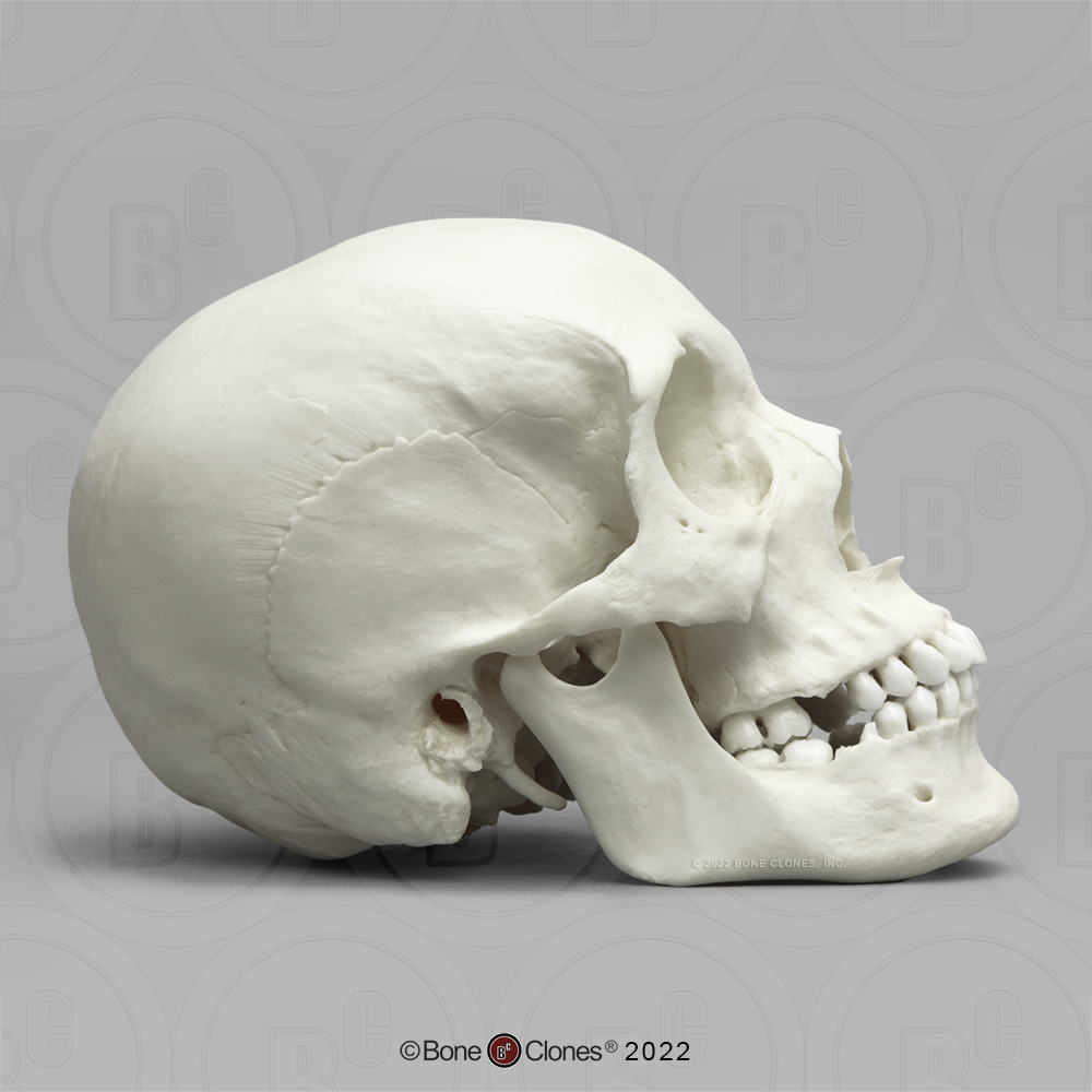 Human Female African-American Skull - Bone Clones, Inc. - Osteological  Reproductions