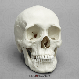 Human Female African-American Skull