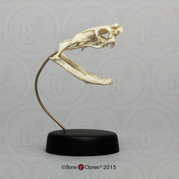 King Cobra Skull