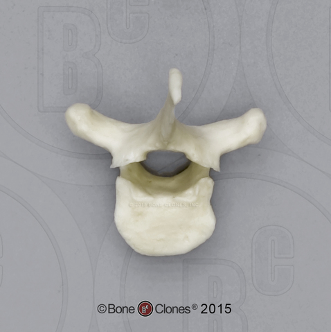 Bonobo Thoracic vertebra, Single