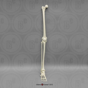 Human Male Asian Leg, Articulated w/ Articulated Rigid Foot