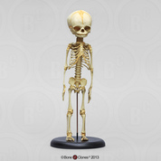 Articulated Human Fetal Skeleton