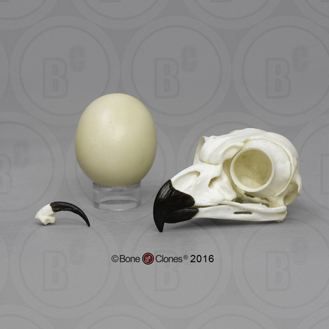 Great Horned Owl Set: skull, egg, talon