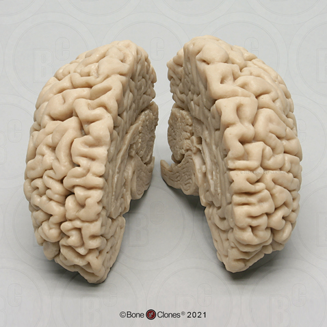 Human Brain