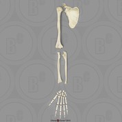 Human Male Asian Robust Arm, Disarticulated with Scapula