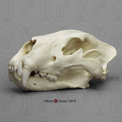 American Lion, Felis atrox, skull, antique