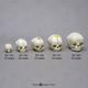 Human Fetal Skull Set of 5 Skulls