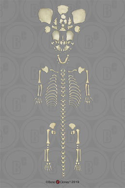Disarticulated Human Fetal Skeleton Full Term