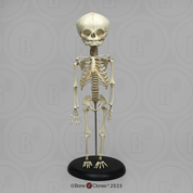 Articulated Human Fetal Skeleton Full Term