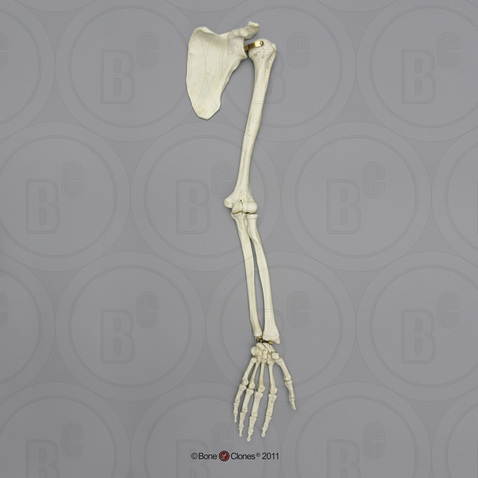 Human Male Asian Robust Arm, Articulated with Scapula