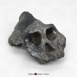 Australopithecus aethiopicus Cranium KNM-WT 17000
