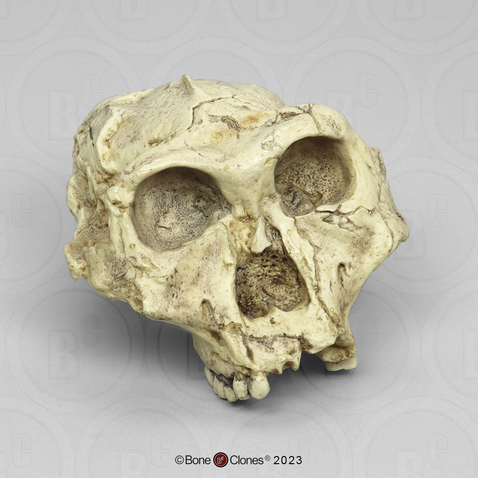 Australopithecus robustus Skull without lower jaw
