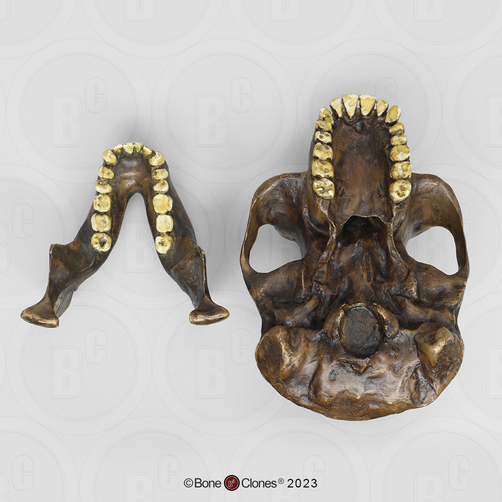 Australopithecus afarensis Economy Cranium - Bone Clones, Inc