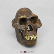 Australopithecus afarensis, skull