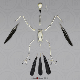 Disarticulated Raven Skeleton SC-074-D
