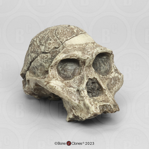 Australopithecus africanus Cranium Sts 5 Mrs. Ples - Bone Clones