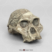 Australopithecus africanus Skull Sts 5 "Mrs. Ples" (Skull, no Lower Jaw)