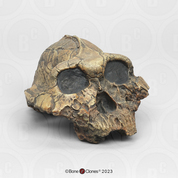 Australopithecus boisei Skull - KNM-ER 406