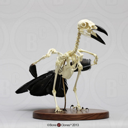 Articulated Raven Skeleton SC-074-A