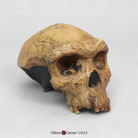 Homo heidelbergensis Skull Broken Hill 1 (Rhodesian Man)