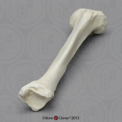 Human Left Tibia with Squatting Facet